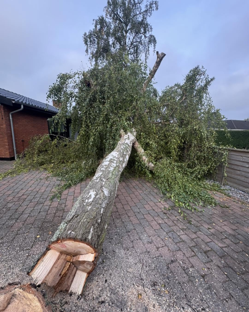 Væltet birketræ skåret op på indkørsel